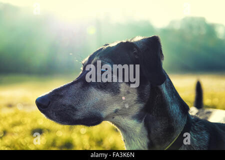 Hund unscharf Portrait mit leuchtenden Hintergrund Stockfoto