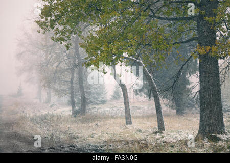 Schneefall in den Bergen. Schnee auf einen grünen Baum. Karpaten Stockfoto