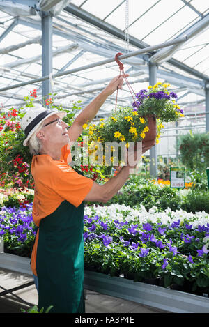 Männliche Gärtner, die Vermittlung von hängenden Korb im Gewächshaus, Augsburg, Bayern, Deutschland Stockfoto