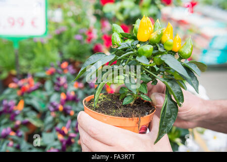 Nahaufnahme des Gärtners Händen mit Chili-Pfeffer-Pflanze im Gewächshaus, Augsburg, Bayern, Deutschland Stockfoto