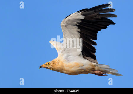 Schmutzgeier, Erwachsene im Flug, Qurayyat, Gouvernement Maskat, Oman (Neophron Percnopterus) Stockfoto