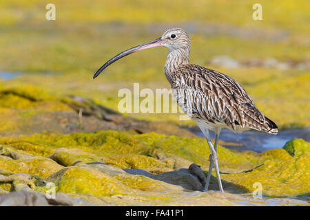 Eurasische Brachvogel, stehend in einem Sumpf, Qurayyat, Gouvernement Maskat, Oman (Numenius Arquata) Stockfoto