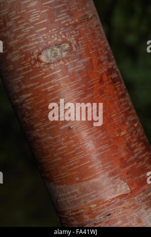 Glatt rot gemusterte Rinde der Birke, Betula Utilis Ssp Albosiensis, Cambridge, UK.bronze Stockfoto