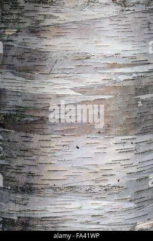 Glattes Silber weiß gemusterte Rinde der Birke, Betula Papyrifera, Cambridge, UK. Stockfoto