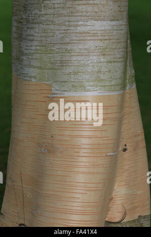 Glatte gemusterte Rinde der Birke, Betula Utilis Ssp Jacquemontii, Cambridge, UK. Stockfoto