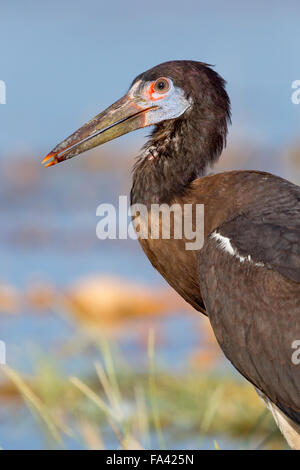 Die Abdim Storch, Porträt, Nahaufnahme, Salalah, Dhofar, Oman Stockfoto