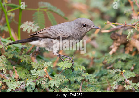 Blackstart, Perched auf einem Zweig, Ayn Hamran Dhofar, Oman (Oenanthe Melanura) Stockfoto