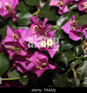 Bougainvillea var. Sanderiana Stockfoto