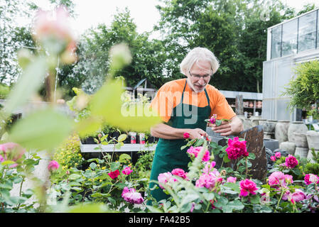 Männliche Gärtner beschneiden Rosen im Gewächshaus, Augsburg, Bayern, Deutschland Stockfoto