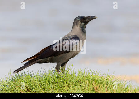 Haus-Krähe, stehend auf dem Rasen, Salalah, Dhofar, Oman Stockfoto