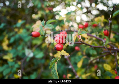 Im Herbst rote Hagebutten von einer Hecke Hundsrose (Rosa Canina). Stockfoto