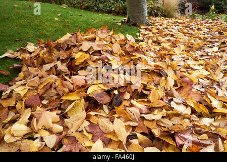 Gefallen goldene Blätter im Herbst von einem Baum Kirschpflaume (Prunus Cerasifera). Stockfoto