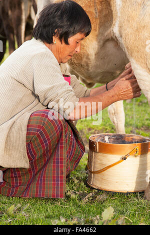 Mit der hand eine Kuh zu melken. Auf einem Bauernhof im Phobjikha Tal in Bhutan Stockfoto