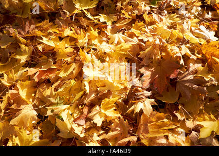 Gefallen goldene Blätter im Herbst von einem Baum Feldahorn (Acer Campestre). Stockfoto