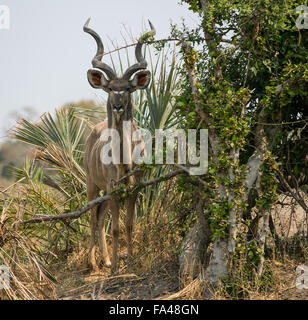 Eine Erwachsene männliche große Kudu (Tragelaphus Strepsiceros), steht auf einem Felsvorsprung, wir freuen uns. Okavango Delta, Botswana Stockfoto