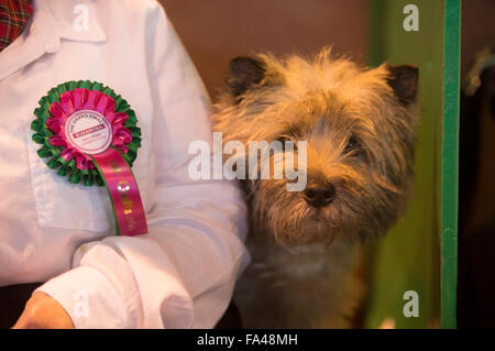 Crufts show Hund im NEC, Birmingham - a Cairn-Terrier in der Breeders Cup Abschnitt 2015 UK eingetragen Stockfoto