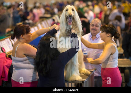 Crufts show Hund im NEC, Birmingham - ein Afghanischer Windhund mit dem Kosenamen "Marcus" vor Vorführung gepflegt wird Stockfoto