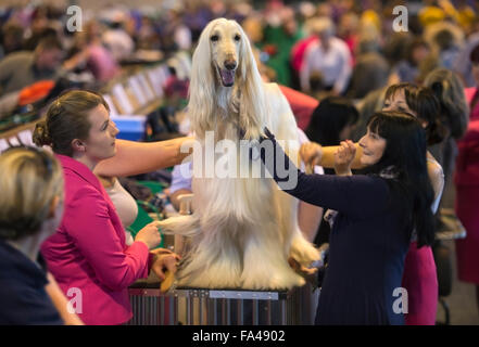 Crufts show Hund im NEC, Birmingham - ein Afghanischer Windhund mit dem Kosenamen "Marcus" vor Vorführung gepflegt wird Stockfoto