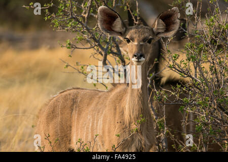 Eine youngfemale Kudus (Tragelaphus strepsiceros) Peering aus den Büschen, Okavango Delta, Botswana Stockfoto