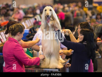 Crufts show Hund im NEC, Birmingham - ein Afghanischer Windhund mit dem Kosenamen "Marcus" vor Vorführung gepflegt wird Stockfoto