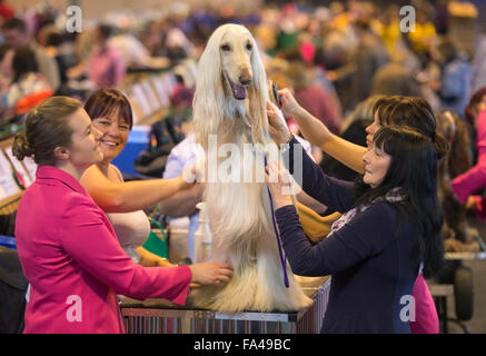 Crufts show Hund im NEC, Birmingham - ein Afghanischer Windhund mit dem Kosenamen "Marcus" vor Vorführung gepflegt wird Stockfoto