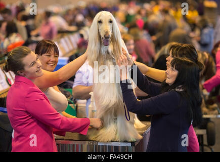 Crufts show Hund im NEC, Birmingham - ein Afghanischer Windhund mit dem Kosenamen "Marcus" vor Vorführung gepflegt wird Stockfoto