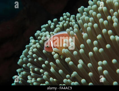 Rosa Skunk Clownfisch Amphiprion Perideraion, versteckt in der Anemone, Tulamben, Bali, Indonesien Stockfoto