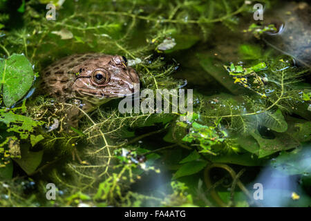 Ostasiatische bullfrog Stockfoto