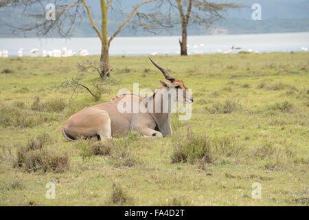 Eland sitzen auf das Buschland am Lake Elementeita in das Soysaumbu-Reservat in Kenia in Ostafrika Stockfoto