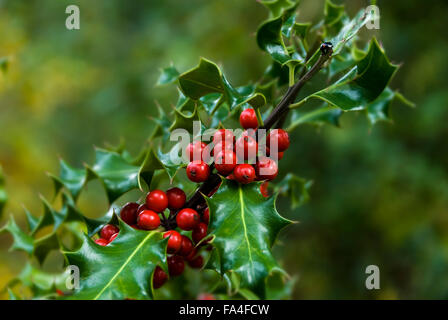 Holly-Branche hautnah mit einer Menge von roten Beeren. Stockfoto