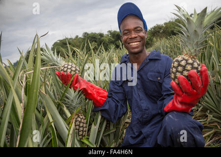 Kommerzielle Ananas Landwirtschaft in Fotobi Dorf, Ghana. Stockfoto