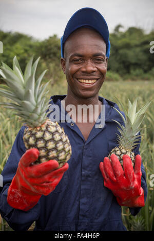 Kommerzielle Ananas Landwirtschaft in Fotobi Dorf, Ghana. Stockfoto