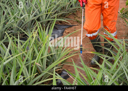 Ein Ananas-Bauer sprüht Pestizide in Fotobi Dorf, Ghana. Stockfoto