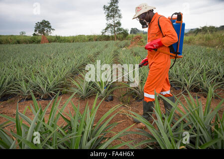 Ein Ananas-Bauer sprüht Pestizide in Fotobi Dorf, Ghana. Stockfoto