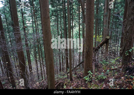 Der Wald in der Nähe von Jigokudani Monkey Park, Yudanaka, Nagano, Japan Stockfoto