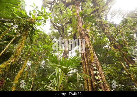 Nebelwald in Altos de Campana Nationalpark, Republik von Panama. Stockfoto