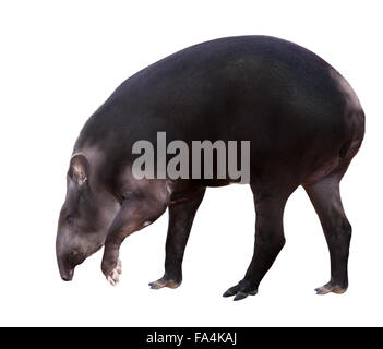 Südamerikanische Tapir. Isoliert auf weißem Hintergrund Stockfoto