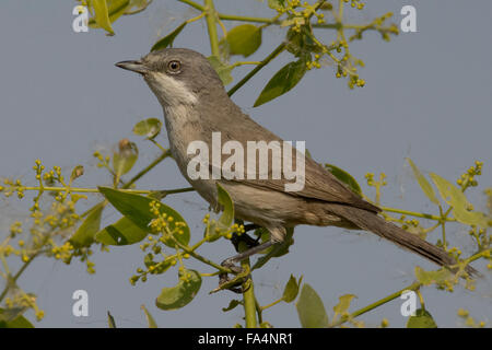 Lesser Whitethroat (Sylvia Curruca) in Kheda, Gujarat, Indien Stockfoto