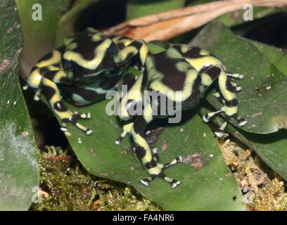 Costa Rica Morph von Grün und schwarz Pfeilgiftfrosch (Dendrobates Auratus) Stockfoto