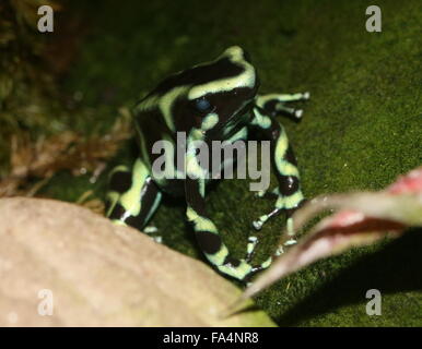 Costa Rica Morph von Grün und schwarz Pfeilgiftfrosch (Dendrobates Auratus) Stockfoto