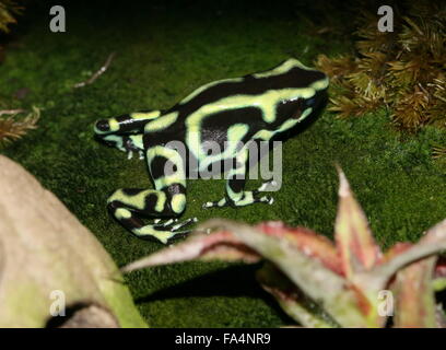 Costa Rica Morph von Grün und schwarz Pfeilgiftfrosch (Dendrobates Auratus) Stockfoto