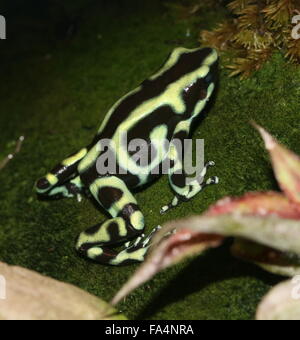 Costa Rica Morph von Grün und schwarz Pfeilgiftfrosch (Dendrobates Auratus) Stockfoto