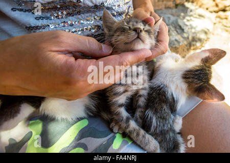 streunende Katzen Stockfoto