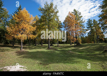 Bäume in einem Wald, Südtirol, Italien Stockfoto