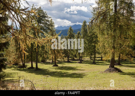 Bäume in einem Wald, Südtirol, Italien Stockfoto