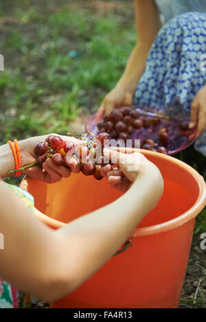 Gruppe von Freunden, die rote Trauben in Eimer mit Wasser waschen, bei Picknick, Munich, Bavaria, Germany Stockfoto