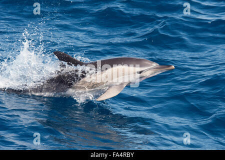 Kurzer Schnabel Gemeinen Delphin, Delphinus Delphis, Porpoising, Azoren, Atlantik. Stockfoto