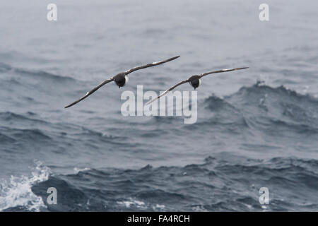 Zwei Cape Sturmvögel, Daption Capense, fliegen in Drake-Passage, Antarktis, Südlicher Ozean Stockfoto