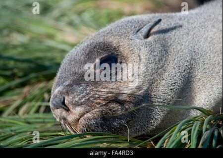 Antarctic Fur Seal Pup, Arctocephalus Gazella, Porträt, Südgeorgien, Süd-Atlantik. Stockfoto