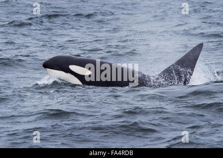 Große Bullen oder männliche Orca oder Killerwal, auftauchen mit großen, Kunstblättersammlung Rückenflosse zeigen, Monterey, Kalifornien, Pacific Ocean Stockfoto
